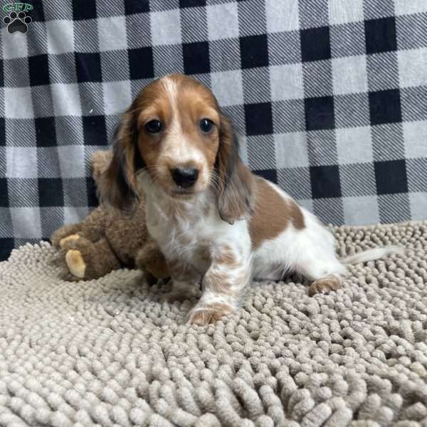Kurt, Dachshund Puppy