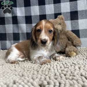 Kurt, Dachshund Puppy