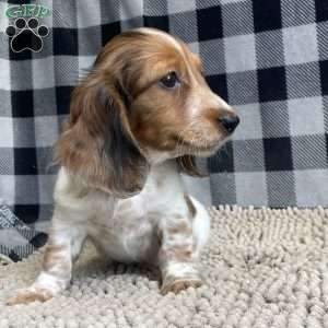 Kurt, Dachshund Puppy