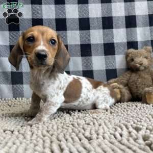 Kris, Dachshund Puppy