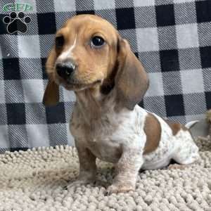 Kris, Dachshund Puppy