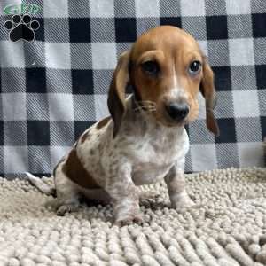 Kris, Dachshund Puppy