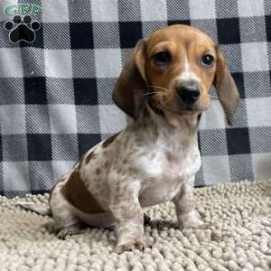 Kris, Dachshund Puppy