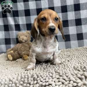 Kris, Dachshund Puppy