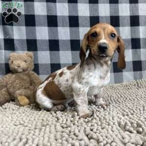 Kris, Dachshund Puppy