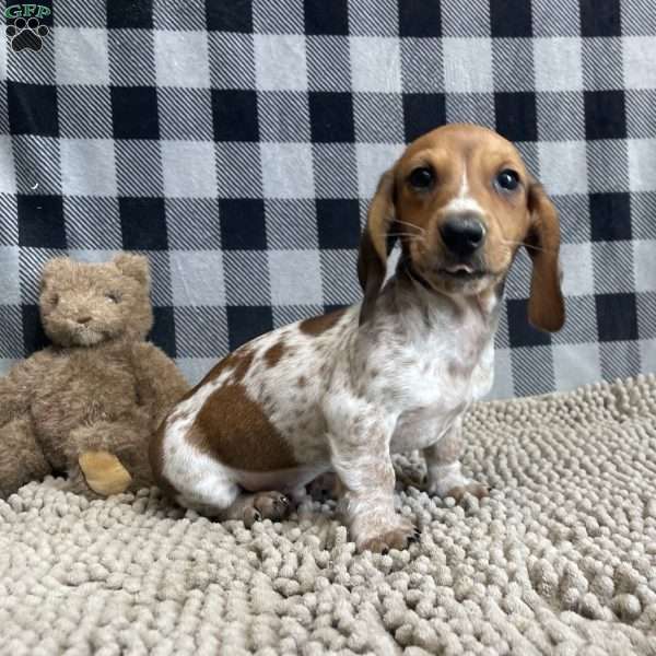 Kris, Dachshund Puppy