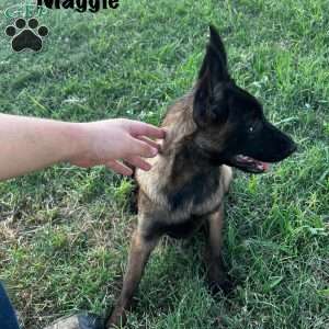 Maggie, Belgian Malinois Puppy