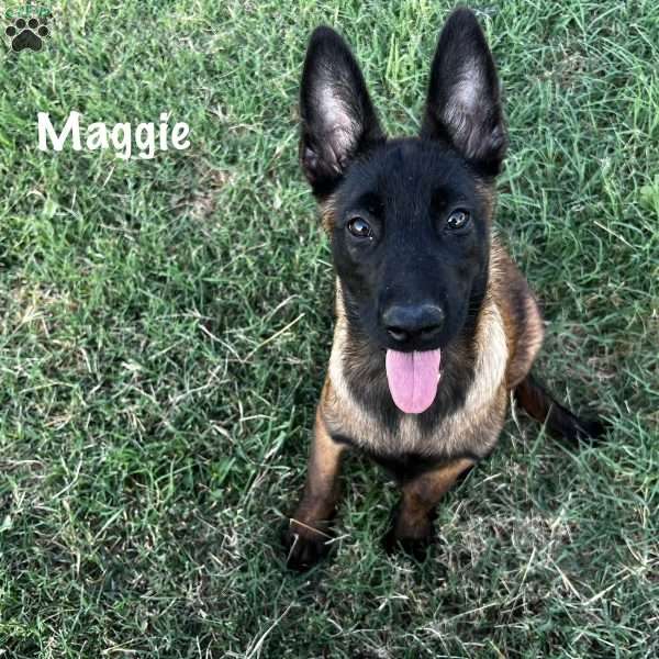Maggie, Belgian Malinois Puppy