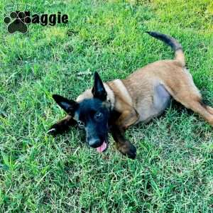 Maggie, Belgian Malinois Puppy