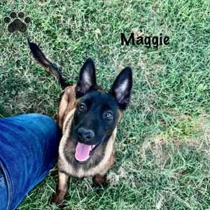 Maggie, Belgian Malinois Puppy