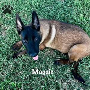 Maggie, Belgian Malinois Puppy