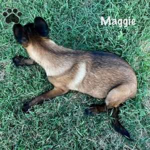 Maggie, Belgian Malinois Puppy
