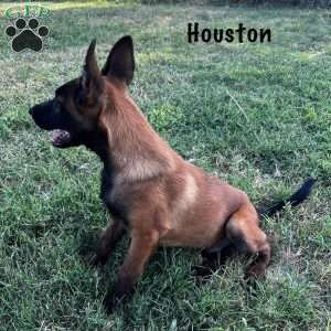 Houston, Belgian Malinois Puppy