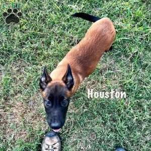 Houston, Belgian Malinois Puppy