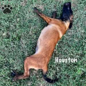Houston, Belgian Malinois Puppy