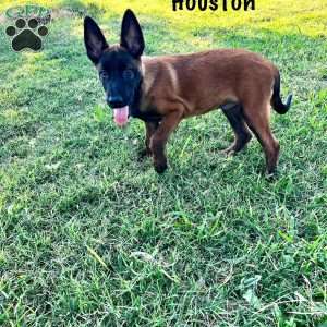 Houston, Belgian Malinois Puppy