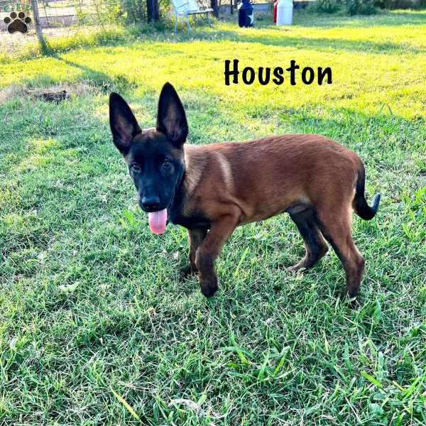 Houston, Belgian Malinois Puppy