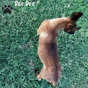 Deedee, Belgian Malinois Puppy