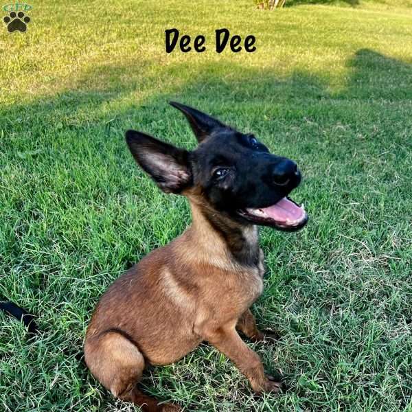 Deedee, Belgian Malinois Puppy