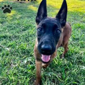 Deedee, Belgian Malinois Puppy