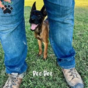 Deedee, Belgian Malinois Puppy