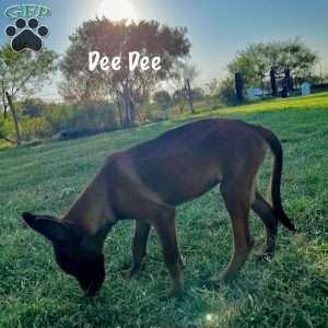 Deedee, Belgian Malinois Puppy