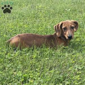Griffin, Dachshund Puppy