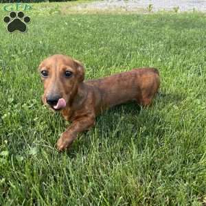 Griffin, Dachshund Puppy