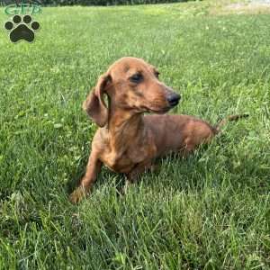 Griffin, Dachshund Puppy