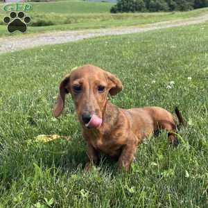 Griffin, Dachshund Puppy