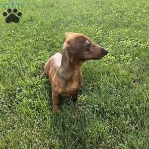 Griffin, Dachshund Puppy