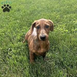 Griffin, Dachshund Puppy