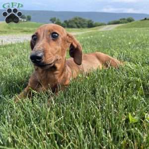 Griffin, Dachshund Puppy