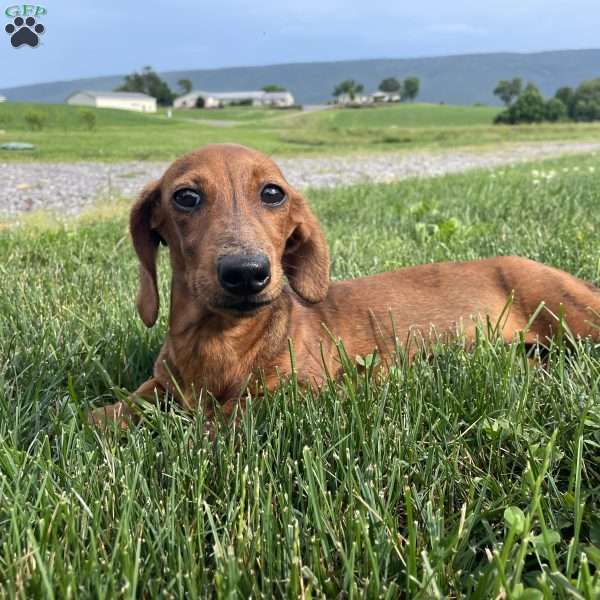 Griffin, Dachshund Puppy