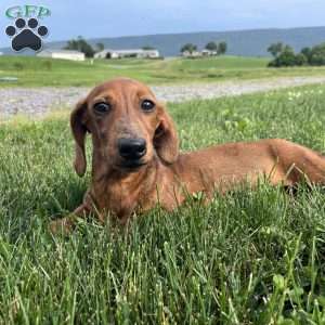 Griffin, Dachshund Puppy