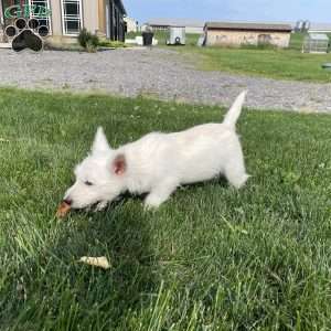 Parker, West Highland Terrier Puppy