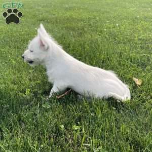 Parker, West Highland Terrier Puppy