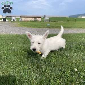 Parker, West Highland Terrier Puppy