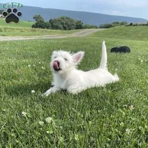 Parker, West Highland Terrier Puppy