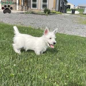 Parker, West Highland Terrier Puppy