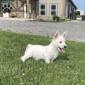 Parker, West Highland Terrier Puppy