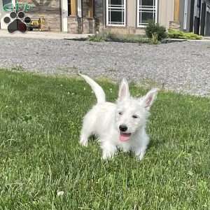 Parker, West Highland Terrier Puppy