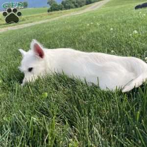 Parker, West Highland Terrier Puppy
