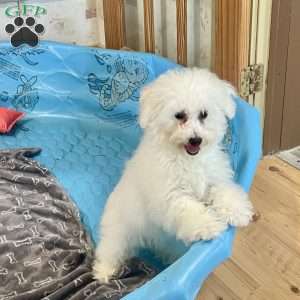 Lola, Bichon Frise Puppy