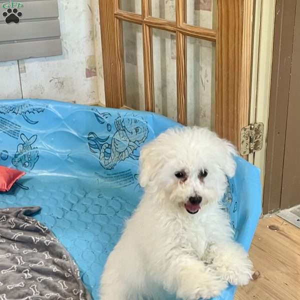 Lola, Bichon Frise Puppy