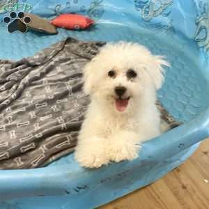 Lola, Bichon Frise Puppy