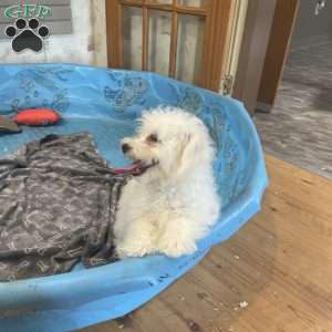 Lola, Bichon Frise Puppy