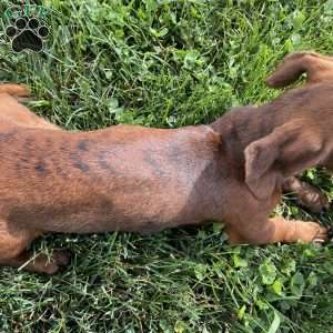 Griffin, Dachshund Puppy