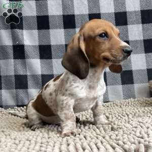 Kris, Dachshund Puppy