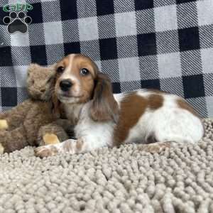 Kurt, Dachshund Puppy